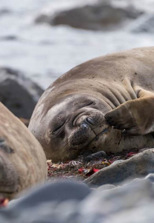 Hurtigruten - Ms Roald Amundsen - Respecting nature and wildlife.jpg